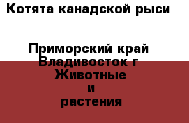 Котята канадской рыси. - Приморский край, Владивосток г. Животные и растения » Кошки   . Приморский край,Владивосток г.